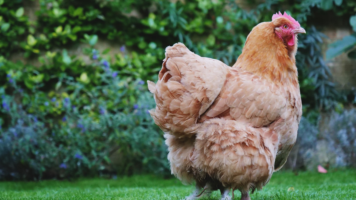 Alasan Mengapa Memilih Bermain Judi Sabung Ayam